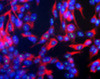 Monoclonal Antibodies against Yeast Proteins